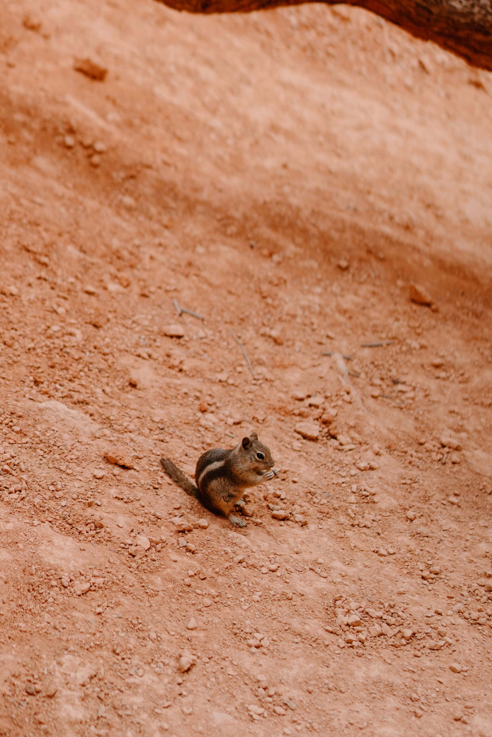 chipmunk holding food to its mouth against a red rock background