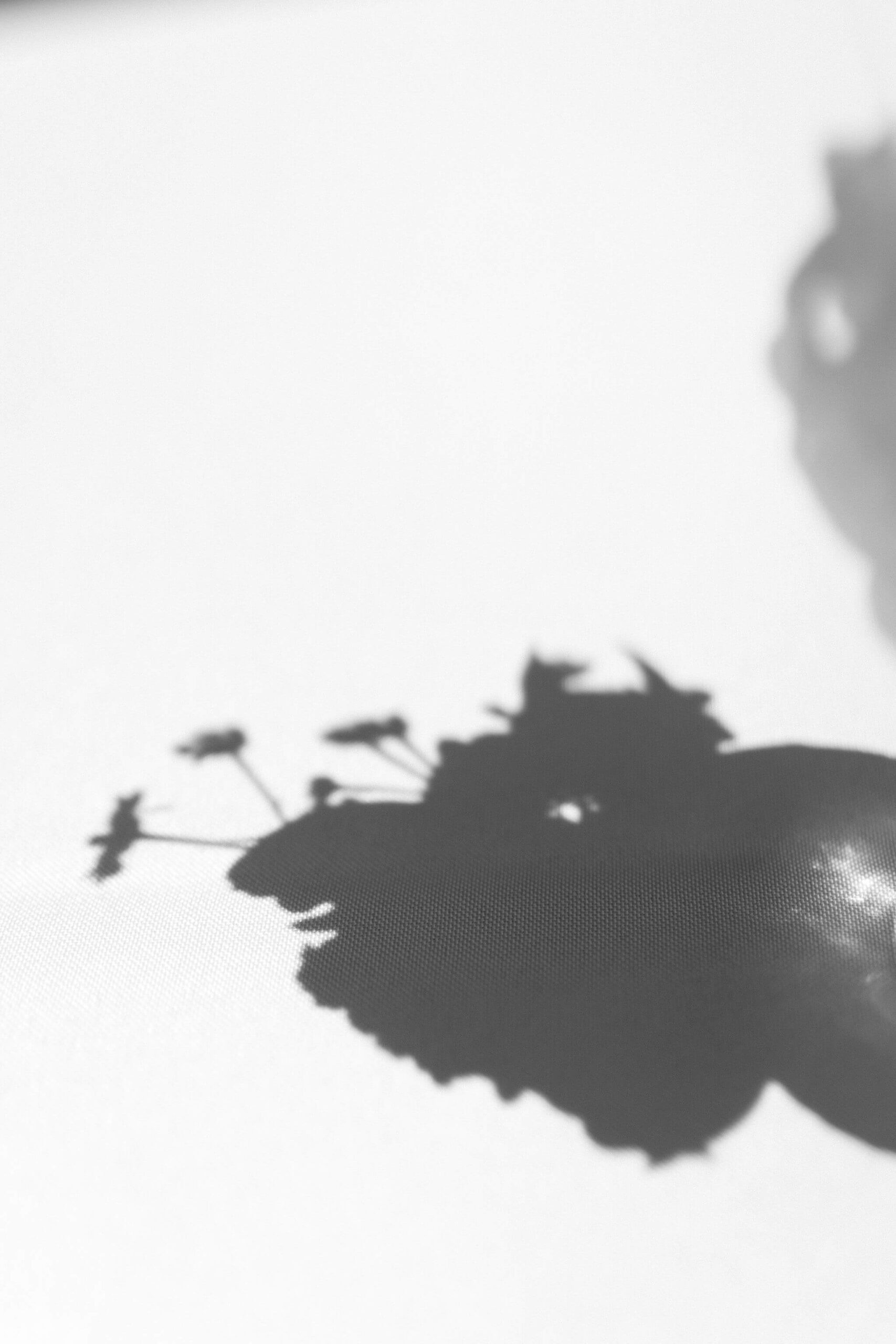 close up black and white image of a shadow of flower silhouettes